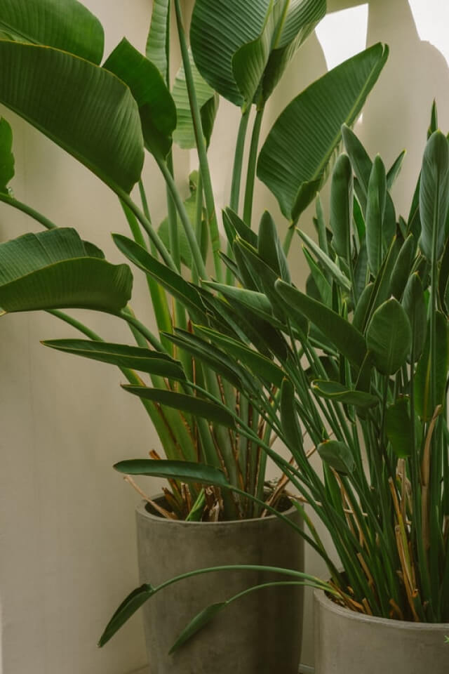 Spathiphyllum - Imagem 2