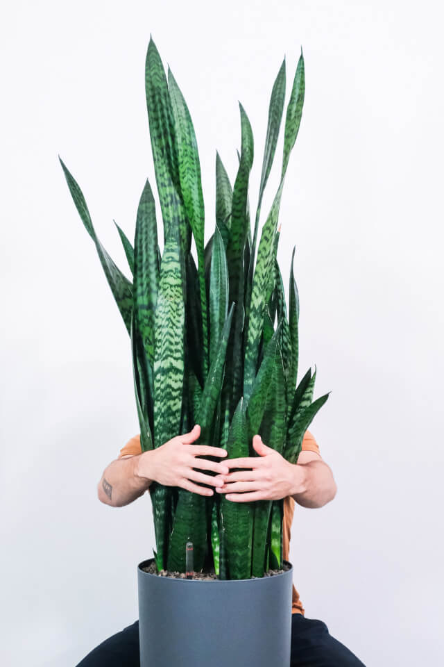 Sansevieria Laurentii - Imagem 2