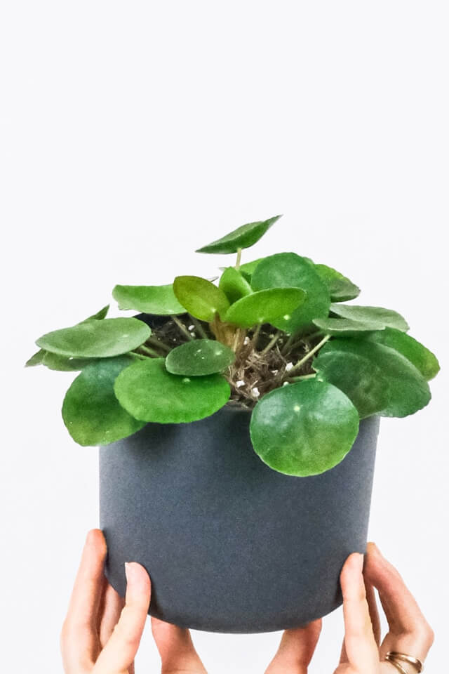 Peperomia Lemon Lime - Imagem 2