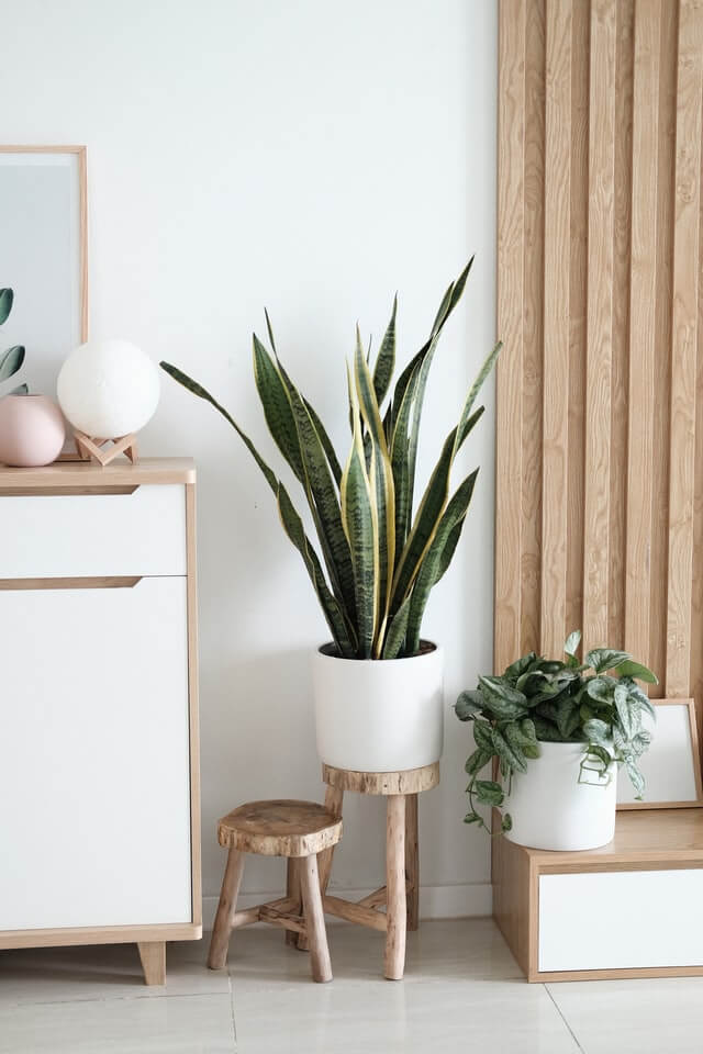 Sansevieria Golden Flame - Imagem 2